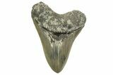 Serrated, Fossil Megalodon Tooth - Indonesia #226252-1